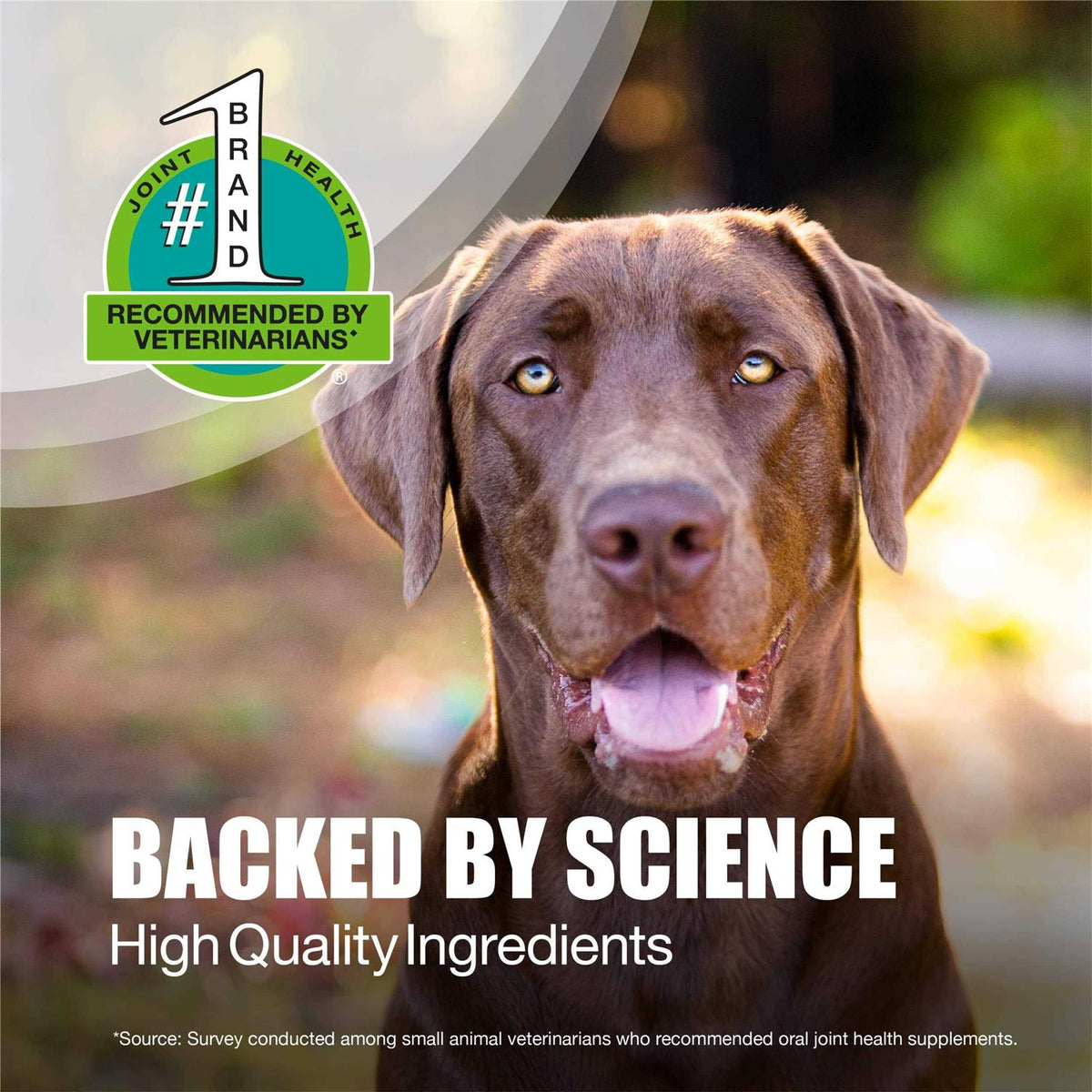Large Dogs Joint Health Supplement Soft Chews W893951