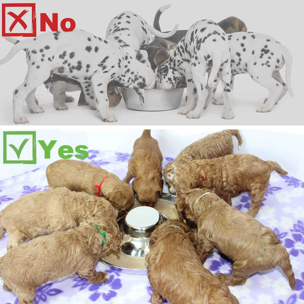 Stainless Steel Puppy Dog Bowls A49204