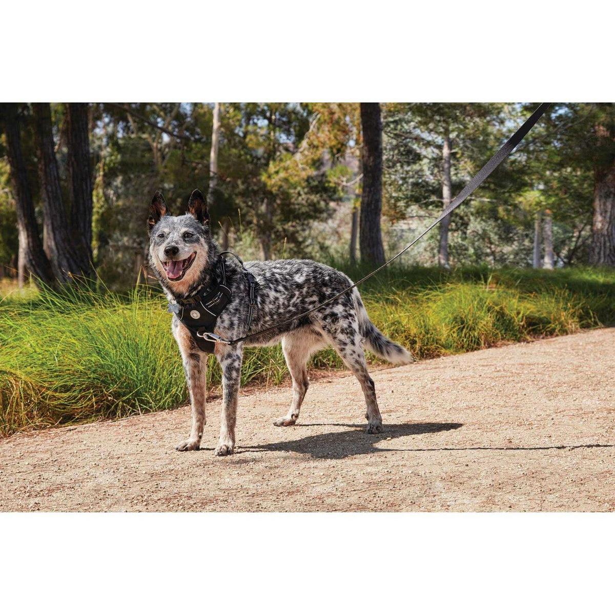 Black Front Walking Dog Harness L884