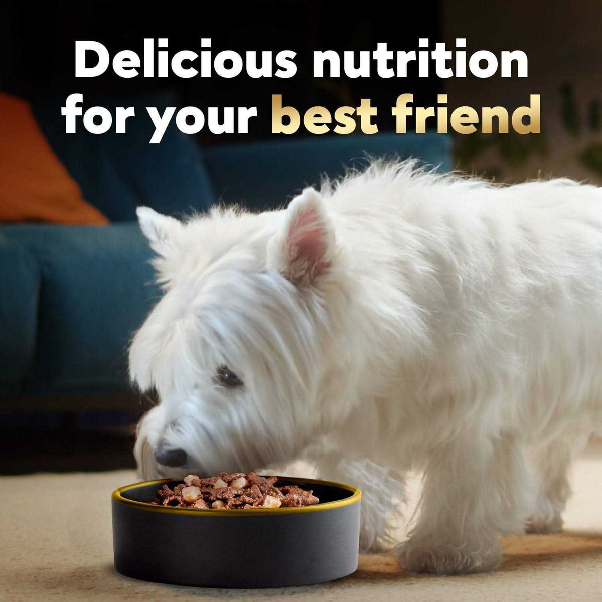 Vegetables Dog Food D331