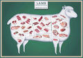 Laminated 24x36 Poster: Lamb Cuts Butcher Chart N367