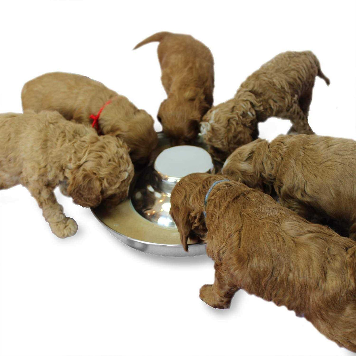 Stainless Steel Puppy Dog Bowls A49204