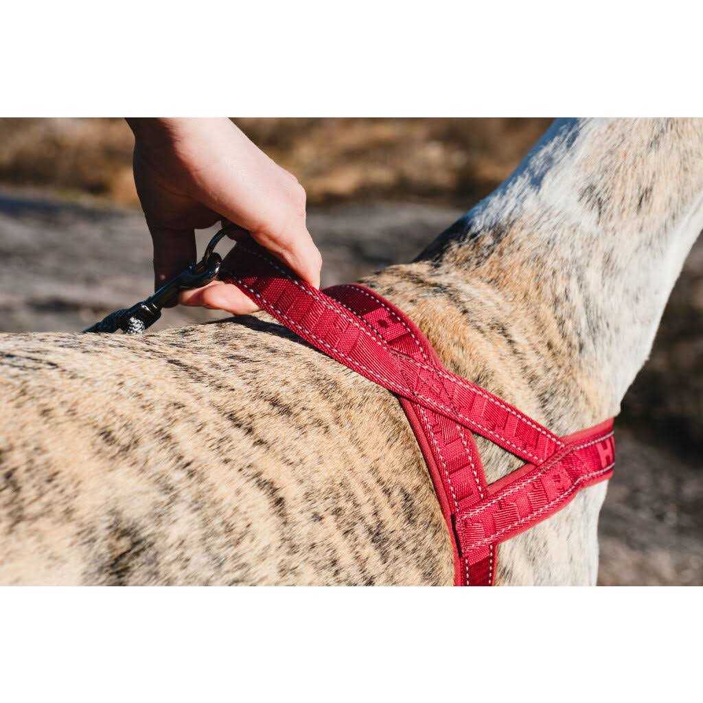 Padded Dog Y Harness N1898