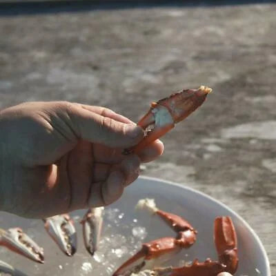 Crab & Lobster Tool Set, 2 Crab Crackers & 4 Seafood Forks B88070